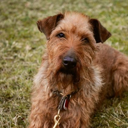 Irish Terrier Breed Guide