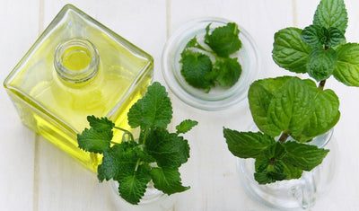 Is Peppermint Oil Safe For Dogs?