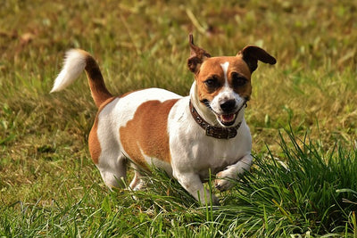 Jack Russell Terrier Breed Guide
