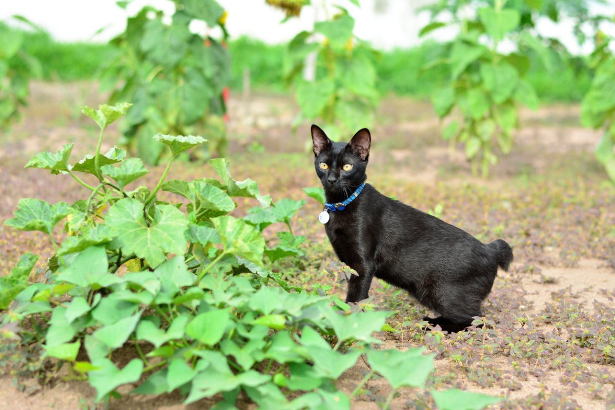 Black Japanese Bobtail cat in the bushes
