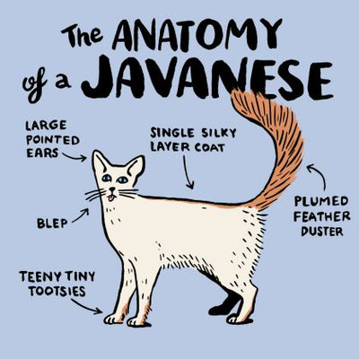 Javanese Cat Guide