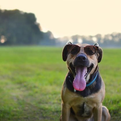 Keeping dogs cool