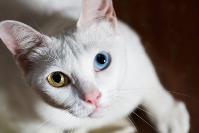 Khao Manee Cat Breed Guide