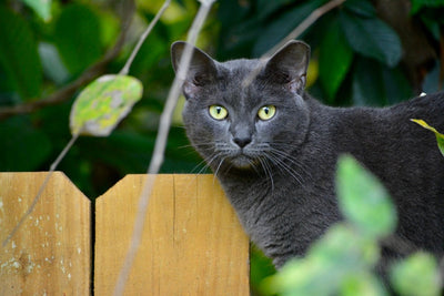 Korat Cat Breed Guide