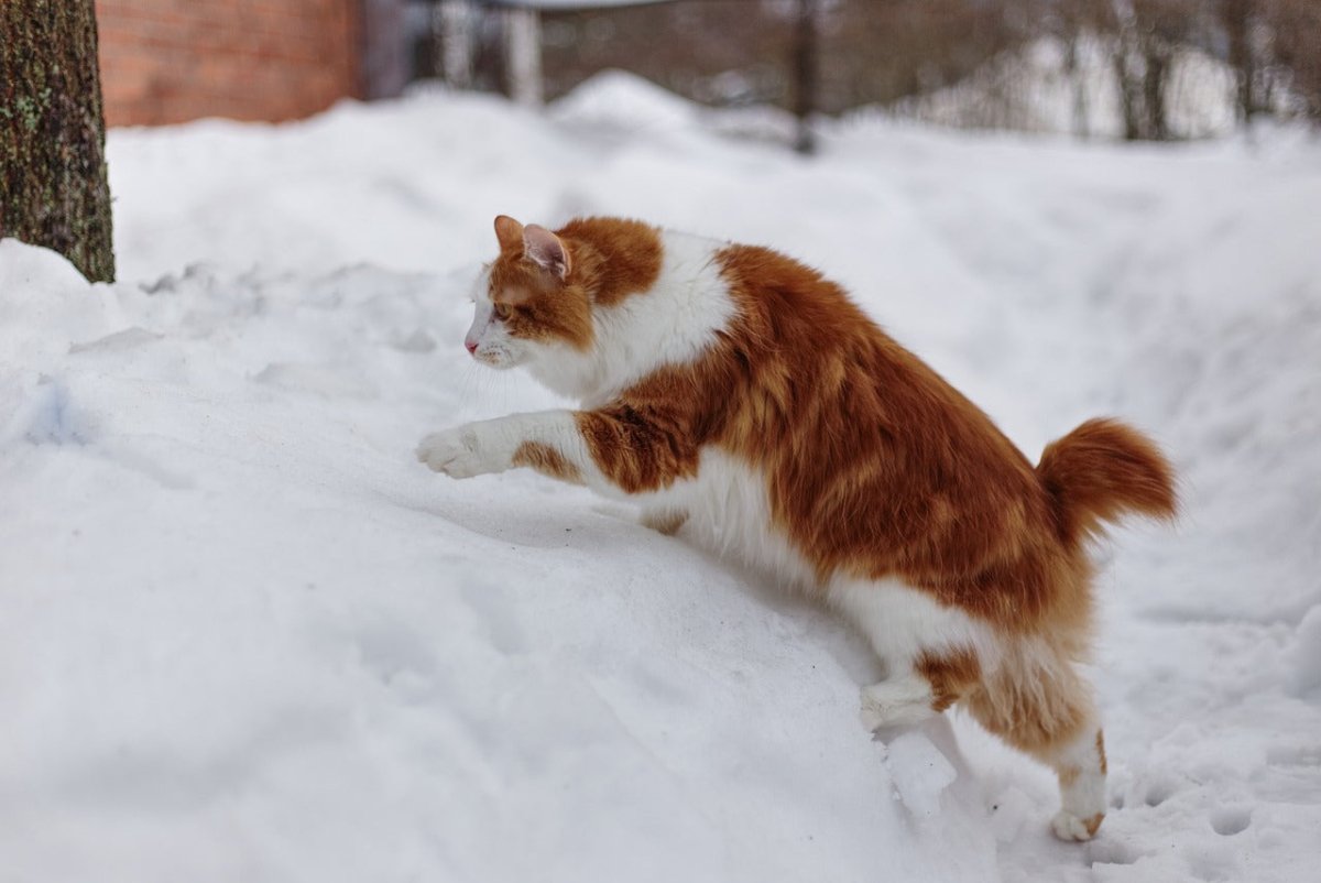 Ginger kurilian bobtail cat in the snow