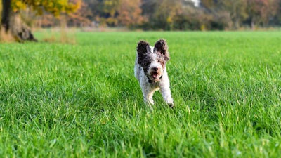 Lagotto Romagnolo Breed Guide