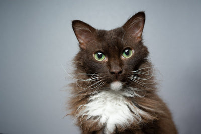LaPerm Cat Breed Guide