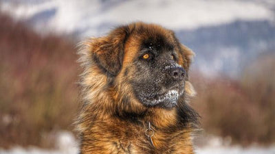 Leonberger Breed Guide