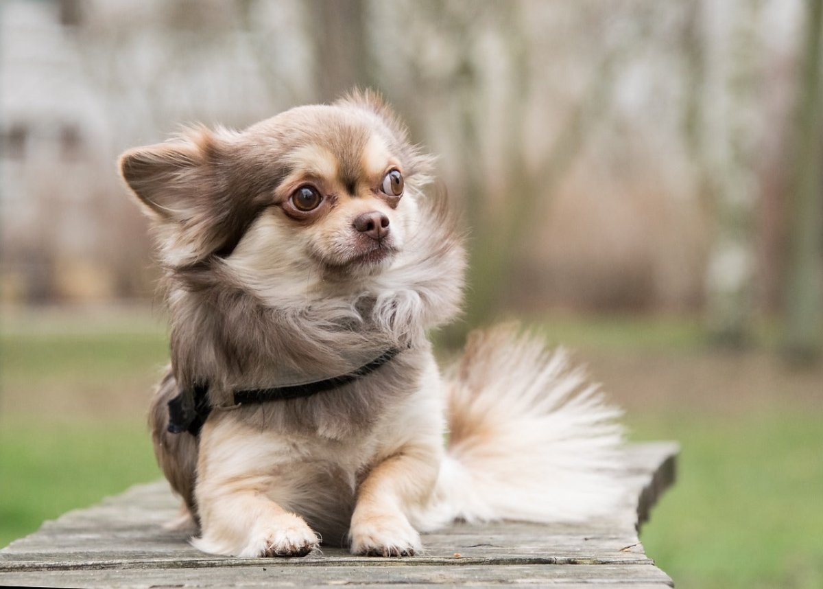 long haired chihuahua