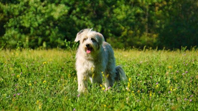 Pyreneen Sheepdog Long Haired