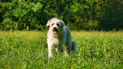 Long Haired Pyrenean Sheepdog Breed Guide