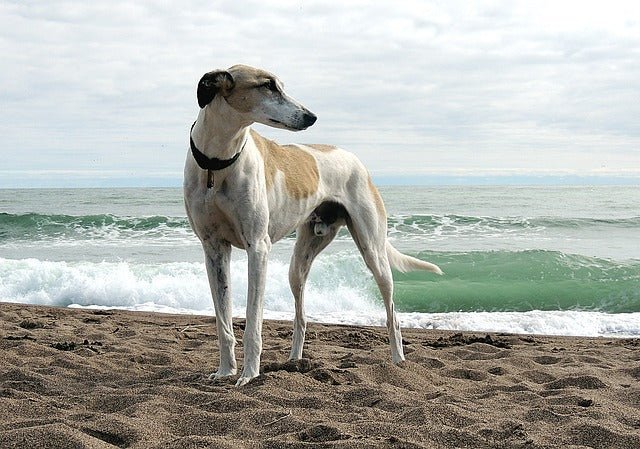 Breed Guide : Lurcher 