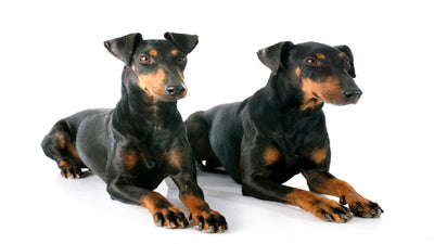 Manchester Terrier Breed Guide