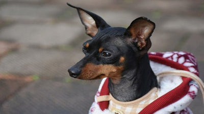 Miniature Pinscher Breed Guide