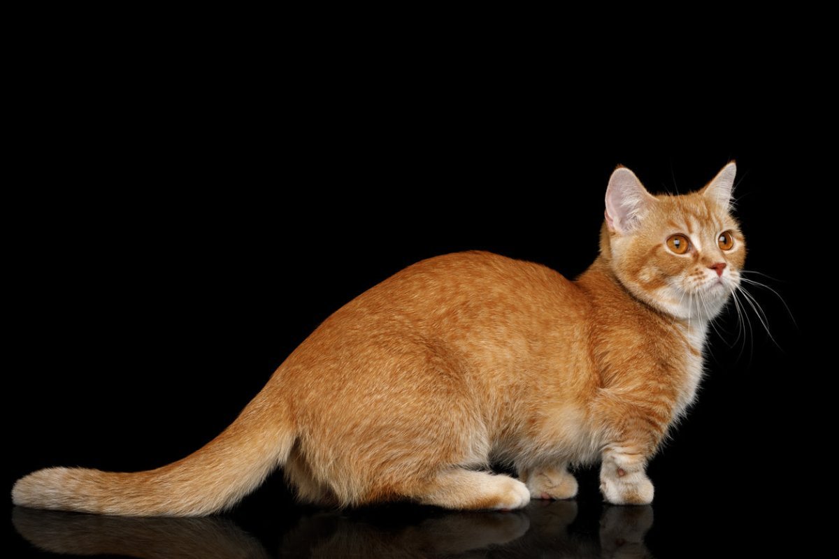 Ginger Munchkin cat with black background