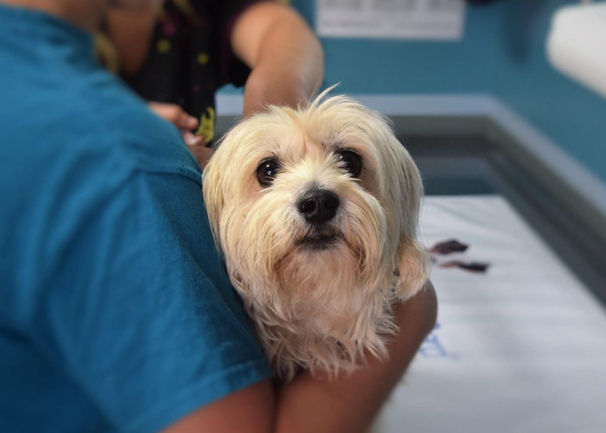 Dog at vet appointment being held