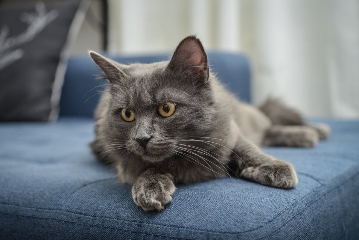 Grey Nebelung cat chilling out