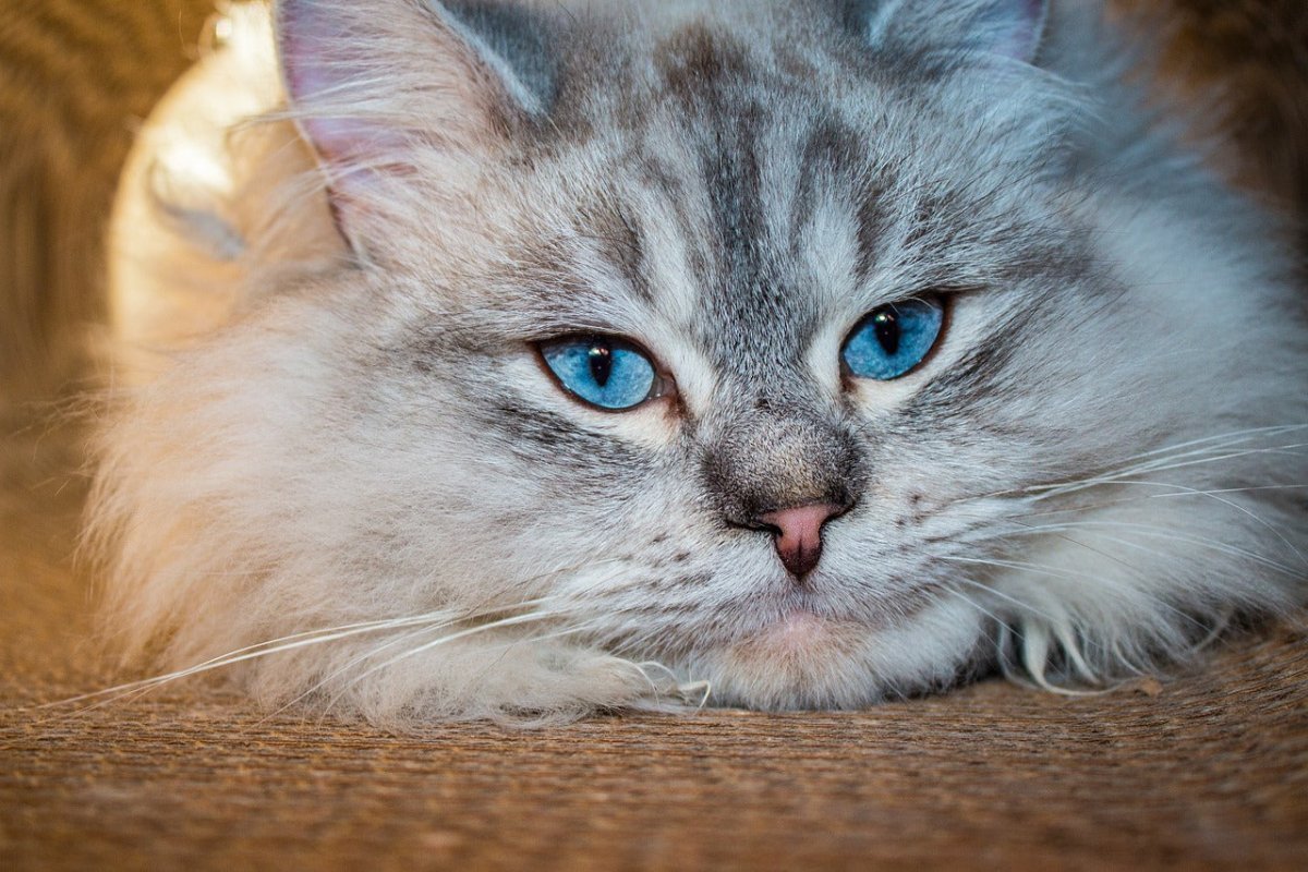 Neva Masquerade Cat Breed Guide | Scrumbles – Scrumbles: Natural Pet Food