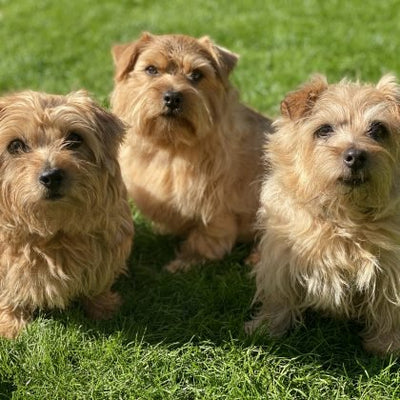 Norfolk Terrier Breed Guide