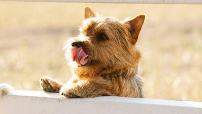 Norwich Terrier Breed Guide