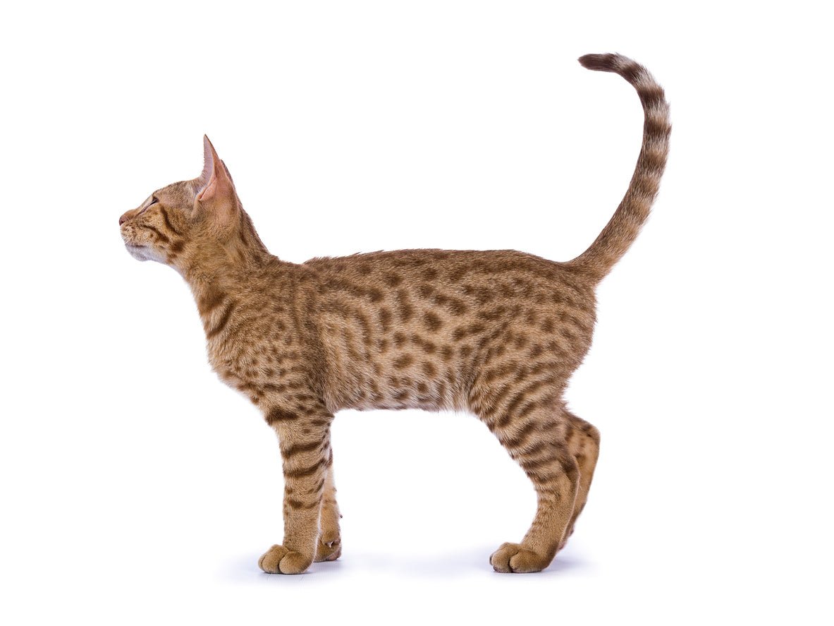 Body image of an Ocicat cat