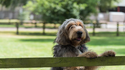 Otterhound Breed Guide