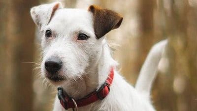 Parson Russell Terrier Breed Guide