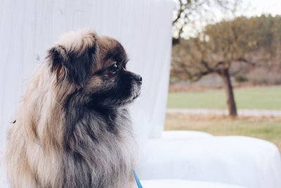 Pekingese Breed Guide