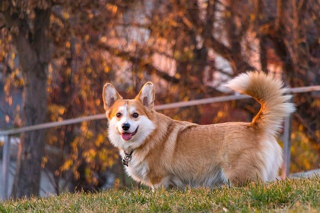 Pembroke Welsh Corgi