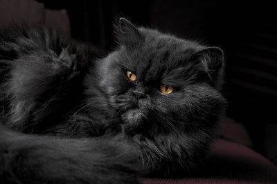 Scrumbles Guide To The Persian Cat