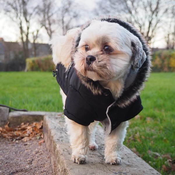 Pet costumes for cats and dogs: cute or cruel?