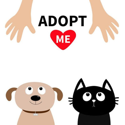 Pet rehoming: Reasons to adopt a pet