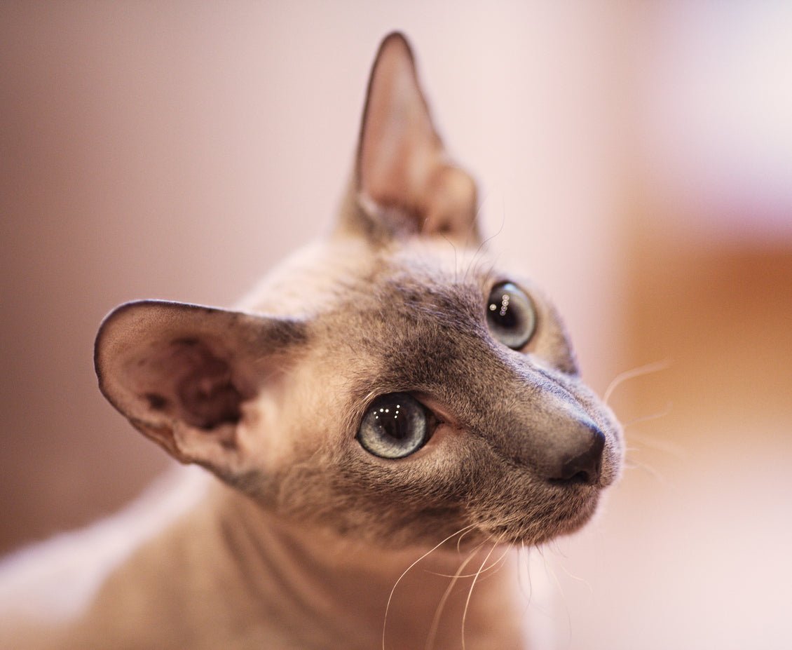 Peterbald Sphynx cat