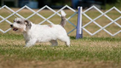 Petit Basset Griffon Vendeen Breed Guide