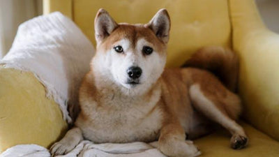 Japanese Shiba Inu Breed Guide