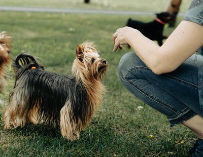 Australian Silky Terrier Breed Guide