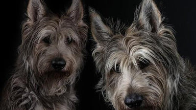 Picardy Sheepdog Breed Guide