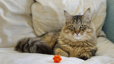 Pixiebob Cat Breed Guide