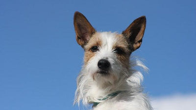 Portugese Podengo Breed Guide