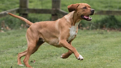 Portugese Pointer Breed Guide