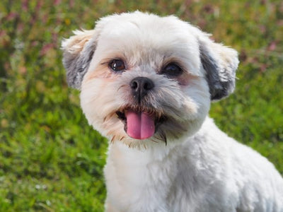 Probiotics For Dogs aka the journey to the perfect poop!
