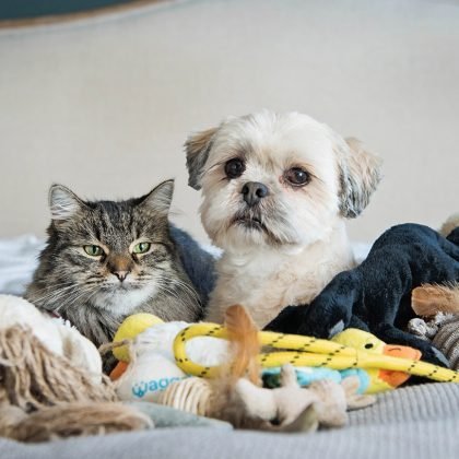 Probiotics vs Prebiotics for Dogs; What's the Difference?..