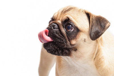 The Pug Breed Guide