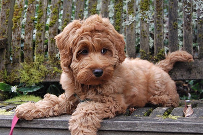 Labradoodle Breed Guide