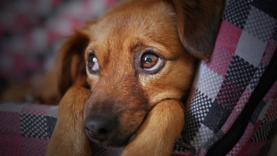 Puppy Crying At Night? How To Help