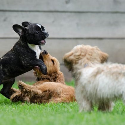 Puppy Training Classes in the UK