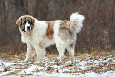 Pyrenean Mastiff Breed Guide