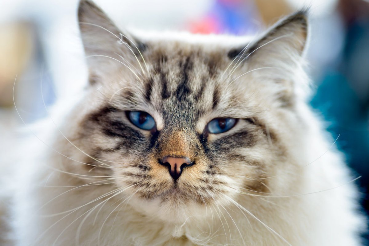 White and brown Ragamuffin cat with blue eyes