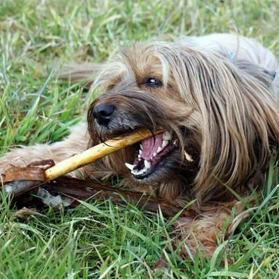 Rawhide for Dogs: The Truth