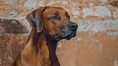 Rhodesian Ridgeback Breed Guide